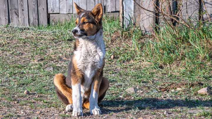 Кемеровчане пожаловались на стаю агрессивных бездомных собак. Комментарий мэрии