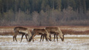 В Поморье на диких северных оленей надели спутниковые ошейники