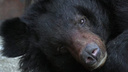 В челябинском зоопарке умерла гималайская медведица