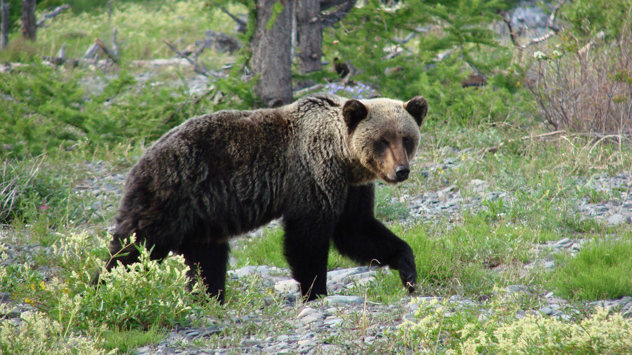 Бурый медведь животное распространенное на территории. Байкало-Ленский заповедник бурый медведь. Байкало-Ленский заповедник медведь. Заповедник Байкало-Ленский заповедник. Бурый медведь Забайкальского края.
