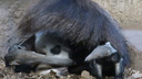 Малыш-муравьед отказывается спать под хвостом у мамы — милое видео из Новосибирского зоопарка