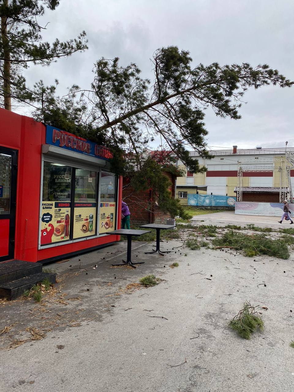 В Первомайском районе дерево упало в парке В Первомайском районе дерево упало в парке