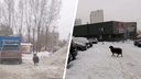 «Нам некуда садить этого товарища»: баран заплутал на дорогах Новосибирска — его никто не может поймать