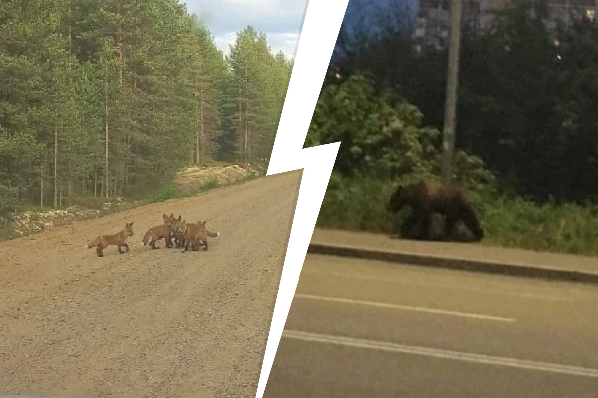 Лось ярославль. Медведь в Ярославской области. Медведь на дороге. Лось Ярославская область.