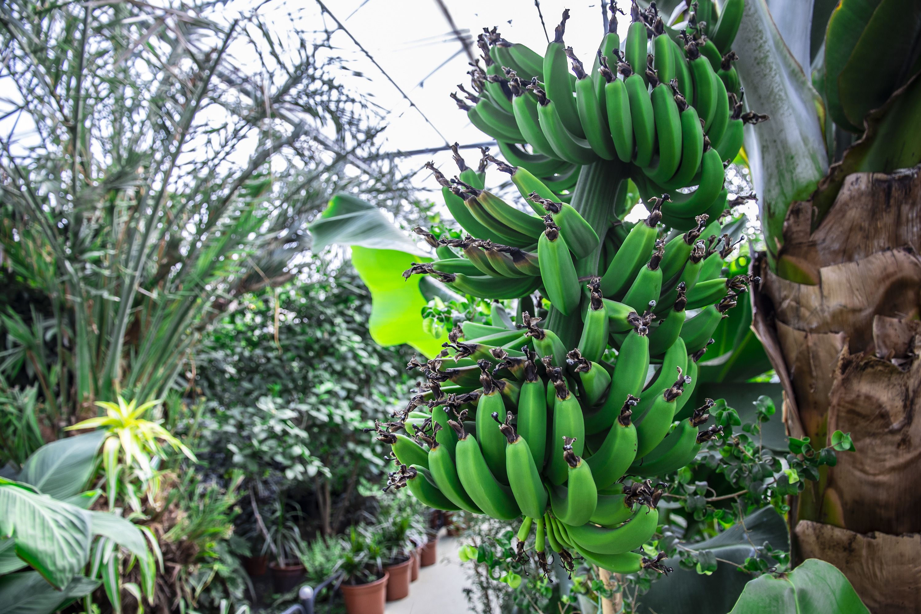 Необычное тепличное хозяйство позволяет круглый год обеспечивать сотрудников предприятия томатами и огурцами, лимонами, бананами, папайей и клубникой