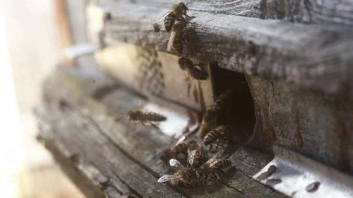 В России погибло больше 50 миллионов пчел. Кто виноват?