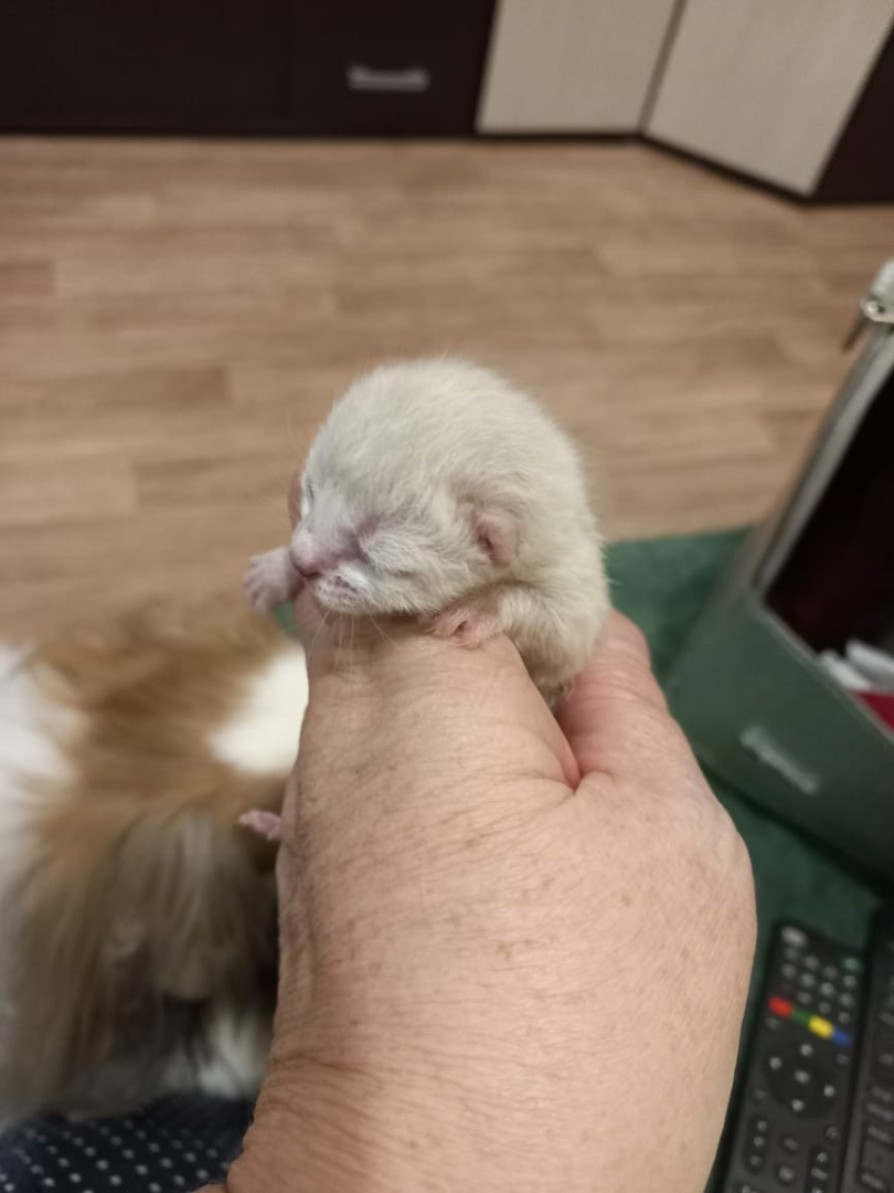 Котята были найдены новорожденными