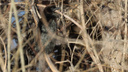 Малый баклан впервые прилетел в Новосибирск — его добавили в новый вид птиц Сибири