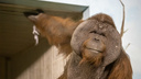 Фанат орангутана Бату из Оренбурга захотел прислать ему в подарок пуховый <nobr class="_">платок —</nobr> что на самом деле нужно обезьяне