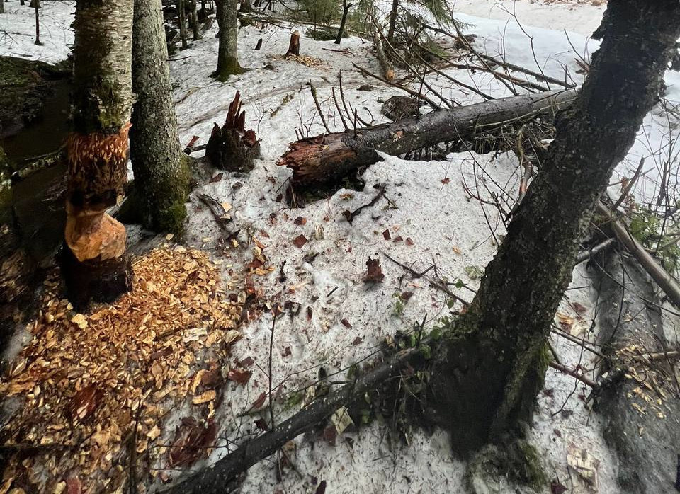 Неспящие бобры устроили зимний потоп у Гостилицкого шоссе