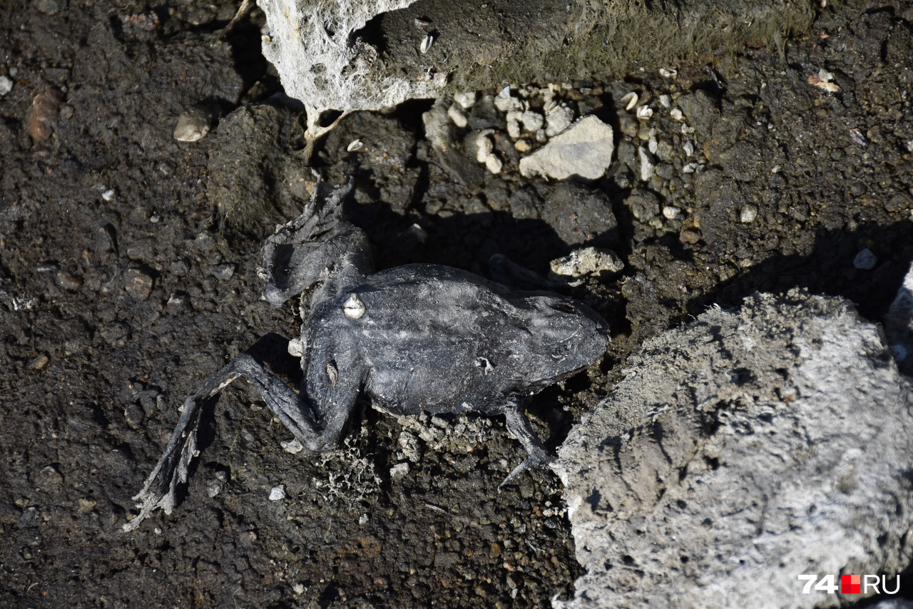 Мертвая лягушка на берегу Шершней: это место должно было остаться под водой