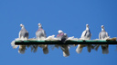 Голубятня среди панелек и гаражей: кто и зачем разводит птиц в Северном жилмассиве Ростова