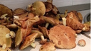 В новосибирских лесах появились первые маслята — карта грибных мест