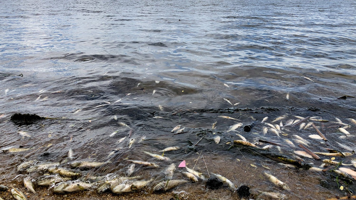 Челябинцы пожаловались на выброс дохлой рыбы на берег Шершней