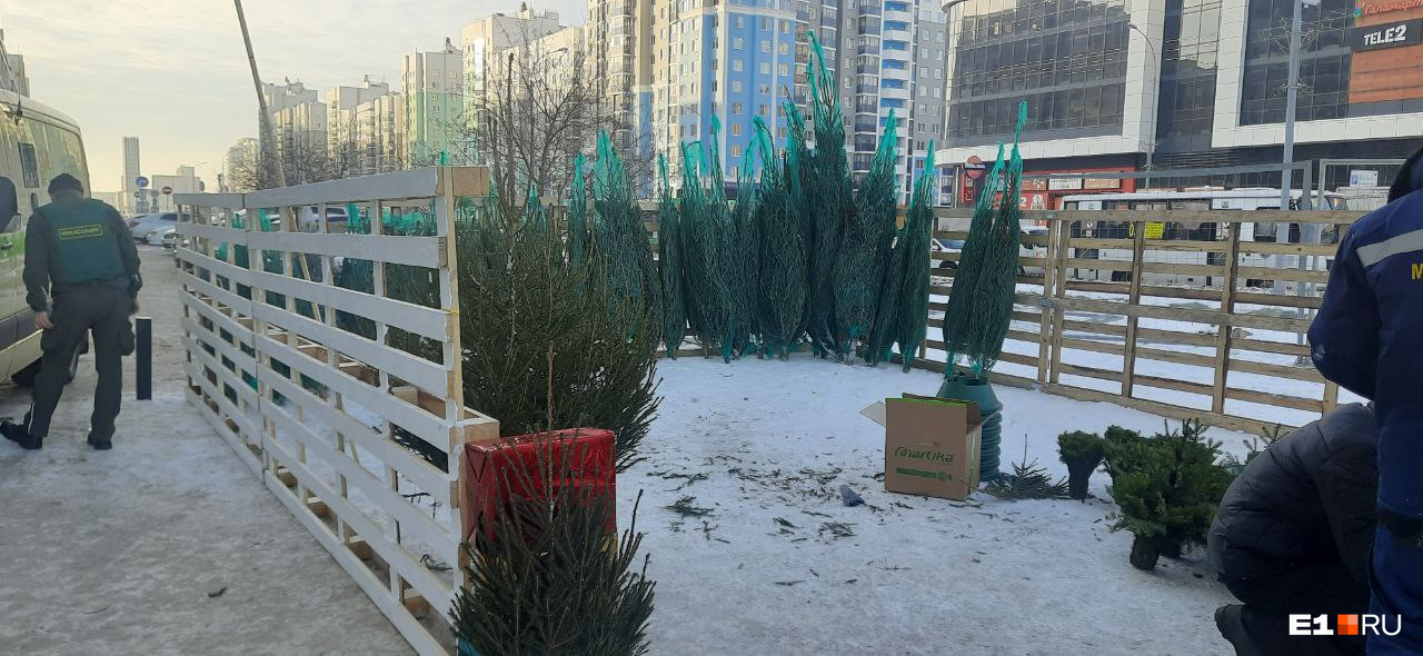 В Екатеринбурге открылись первые елочные базары. Показываем, где сейчас купить новогоднее дерево