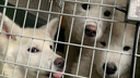 «Заводчица умерла. Собаки остались»: семь породистых самоедов и акита-ину оказались без дома в Новосибирске