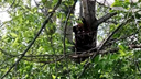 Подросток забрался на дерево в Первомайском районе и не смог спуститься — потребовалась помощь спасателей