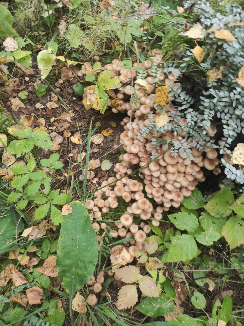 Пни усыпаны маленькими грибами