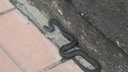 «Змея сразу начала нападать»: гадюка набросилась на семью во дворе частного дома