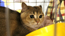 У жительницы Самары через суд отобрали кота
