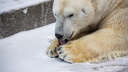 В Новосибирске родились новые белые медвежата. А где можно будет посмотреть на старых?