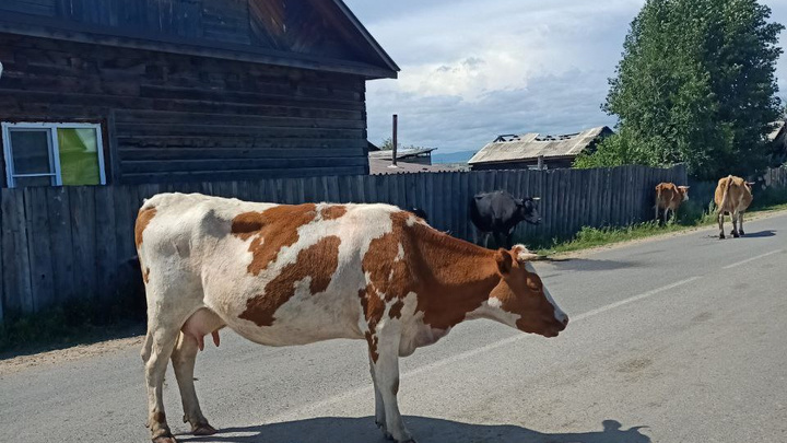 Чипировать коров и лошадей обяжут в Забайкалье для профилактики ДТП