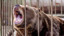 Чиновники затеяли проверку из-за объявившегося в Ярославской области медведя