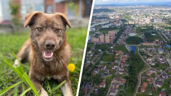 Жители дома в Ботаничке борются за прибившуюся собаку — служба отлова забрала ее после заявления в полицию