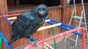 В Архангельске ищут домашнего ворона: он улетел на прогулку и потерялся