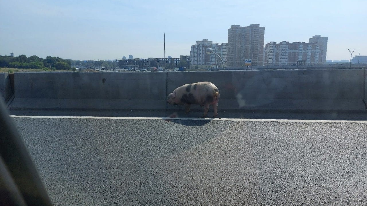 На северо-востоке Москвы огромная свинья перекрыла шоссе у МКАД. Рассказываем, что было потом
