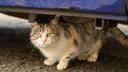Кошки под капотом: как простая привычка автомобилистов может сохранить животным жизнь