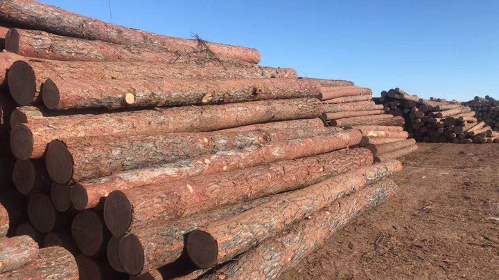 Китаец контрабандой вывез из Кузбасса хвойного леса на 22 млн рублей