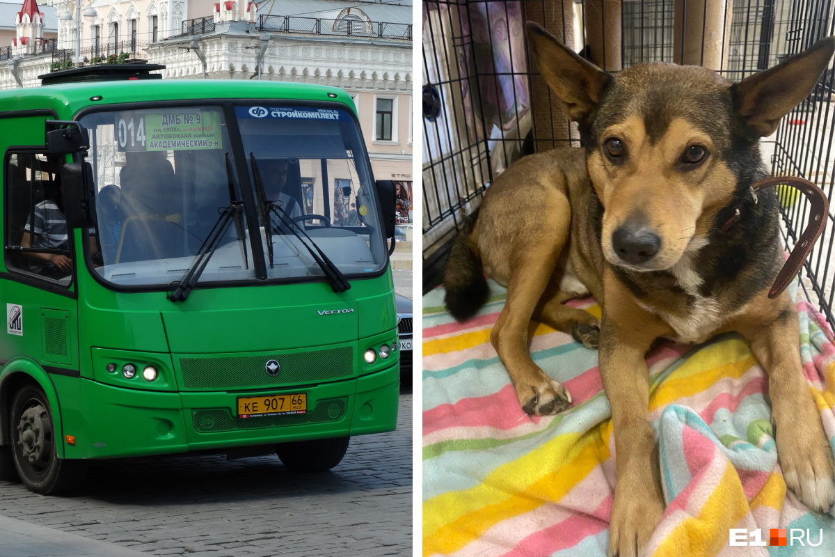 В Екатеринбурге очень умный пес сбежал на автобусе от хозяев, державших его на цепи