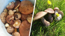 В начале лета в Архангельской области уже собирают грибы: смотрим на ранний урожай