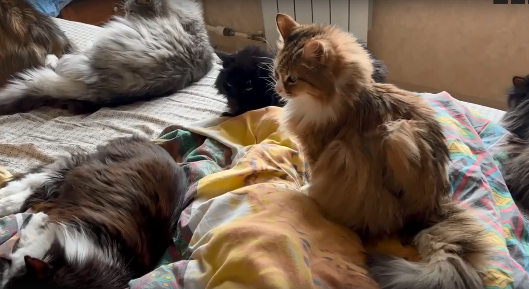 В загаженной квартире Березовского, где голодали десятки кошек, нашли запасы дорогого корма