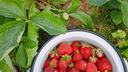 Клубника идет литрами: какие ягоды северяне уже собирают на своих огородах и за их пределами
