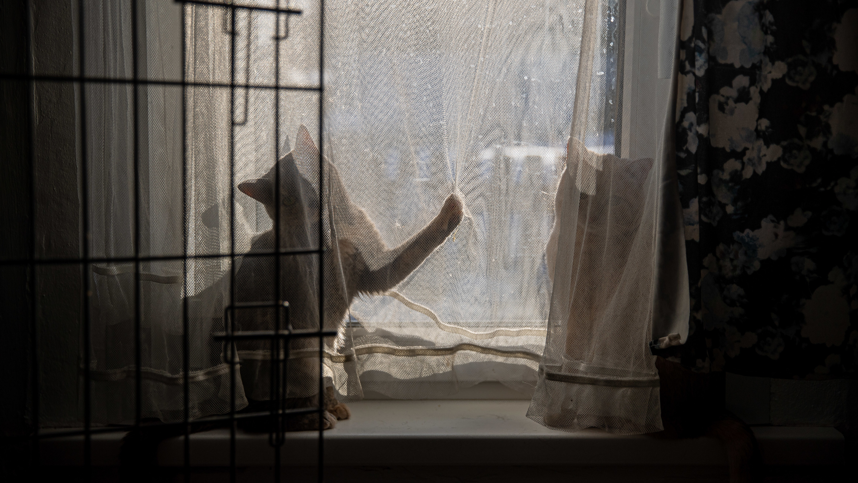 Ночной «тыгыдык», воровство и любовь к полотенцам: почему коты и кошки ведут себя странно