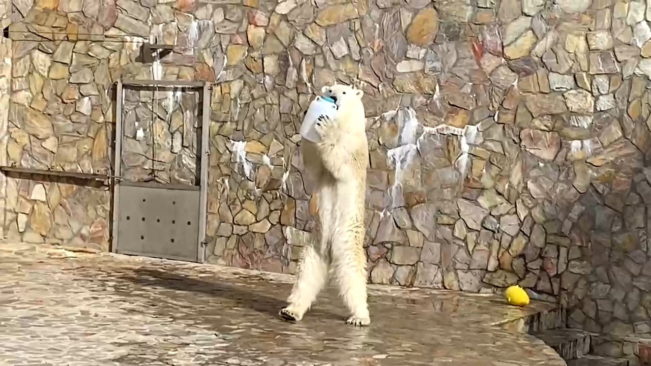 Скриншот из видео Ленинградского зоопарка