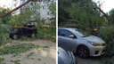 В Самаре упавшее дерево повредило несколько машин