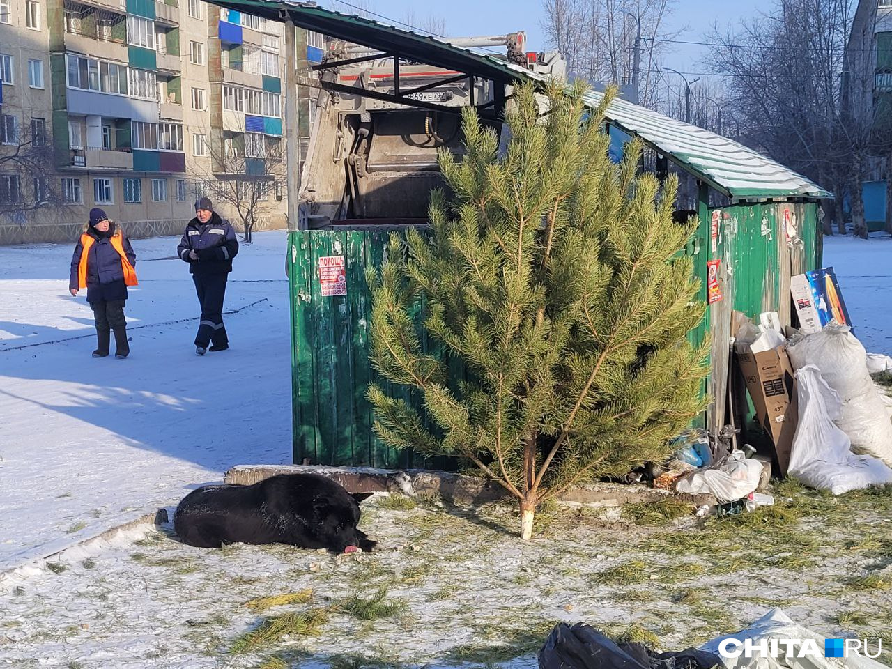 Собак зачастую кормят около мусорок, ухудшая и без того неприглядную картину Собак зачастую кормят около мусорок, ухудшая и без того неприглядную картину