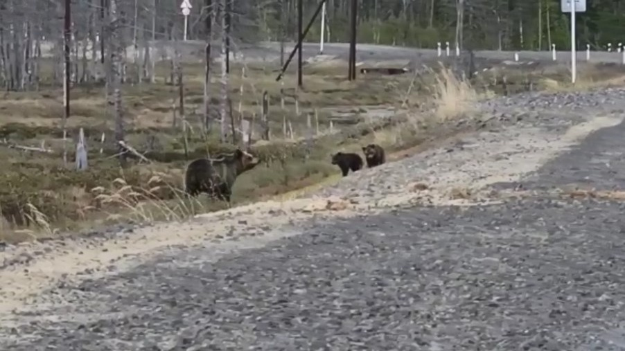 Голод не тётка: около поселка Федоровского заметили группу медведей
