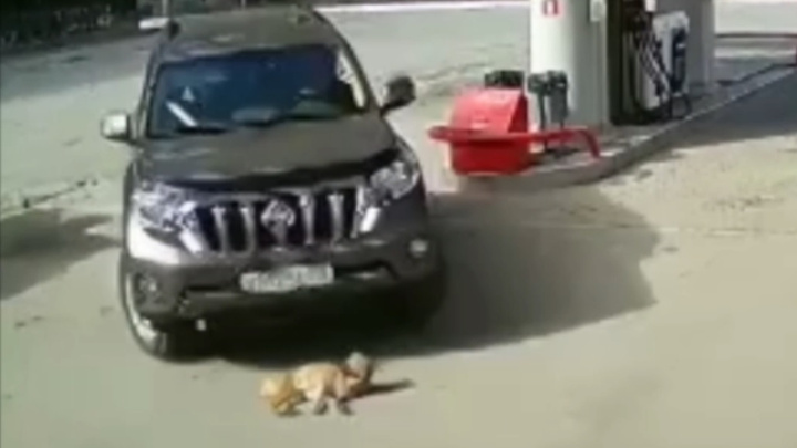 На автозаправке на Серовском тракте водитель внедорожника проехал по собаке, которая спала на асфальте