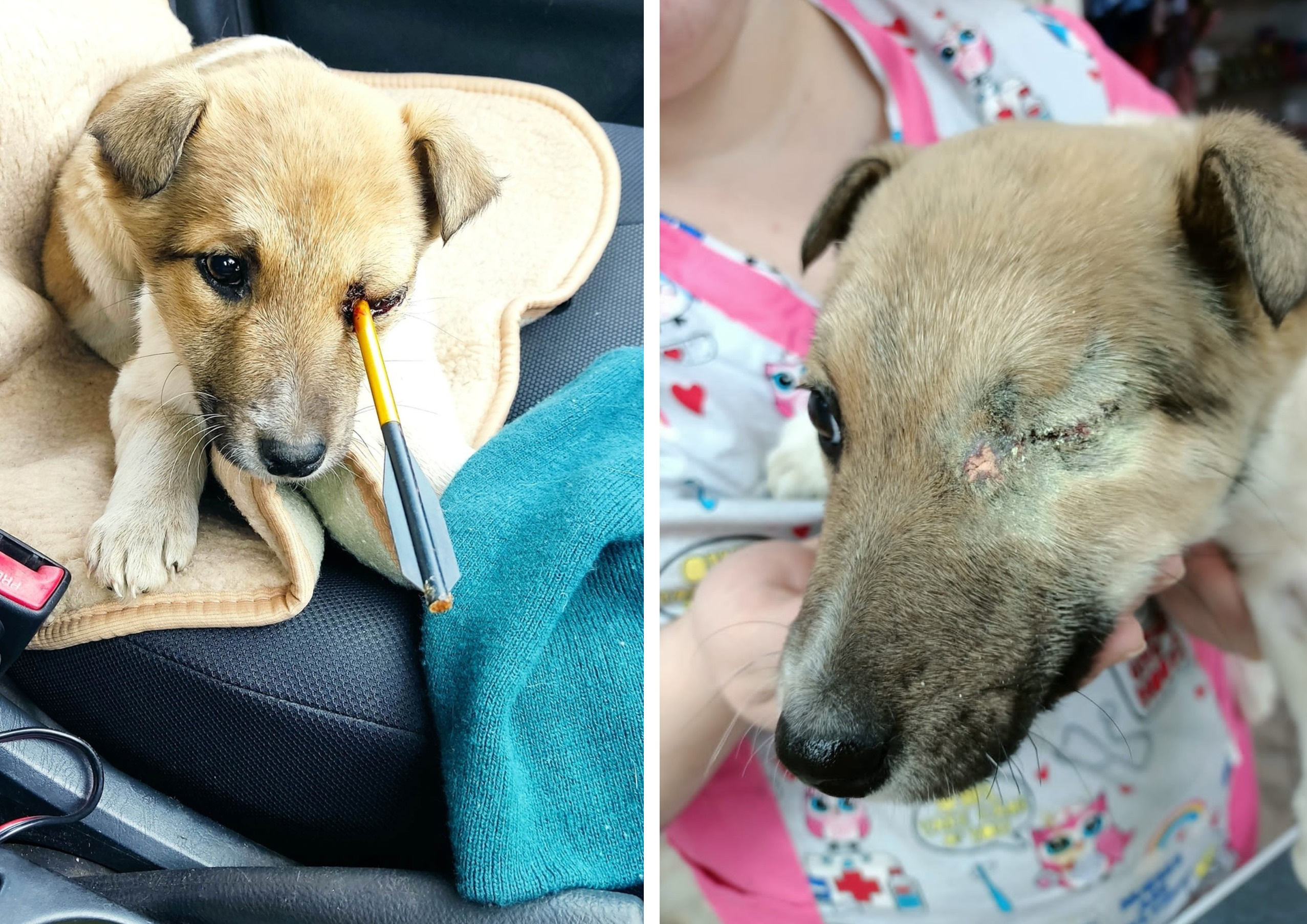 В Омске нашел семью щенок, которому выстрелили дротиком в глаз