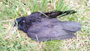Горожане стали натыкаться на погибших птиц в Ботсаду Ростова. Что происходит?