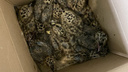 «Бросили умирать»: в Ярославле неизвестные собрали птенцов чаек в коробку и отнесли на мусорку