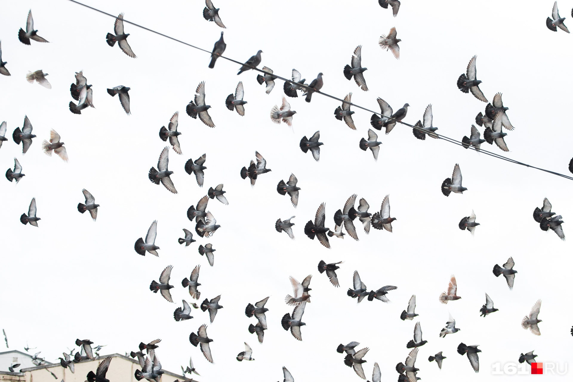 Птицы создают угрозу самолётам в Чите из-за свалок вблизи аэропорта