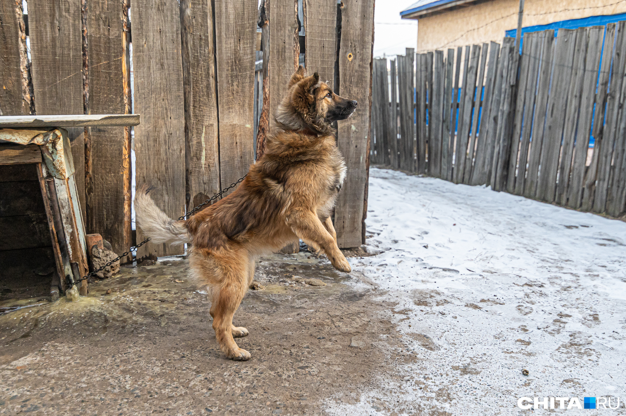 Пенсионеры в Забайкалье хотят взыскать 100 тыс. руб. с хозяина напавшей на них собаки