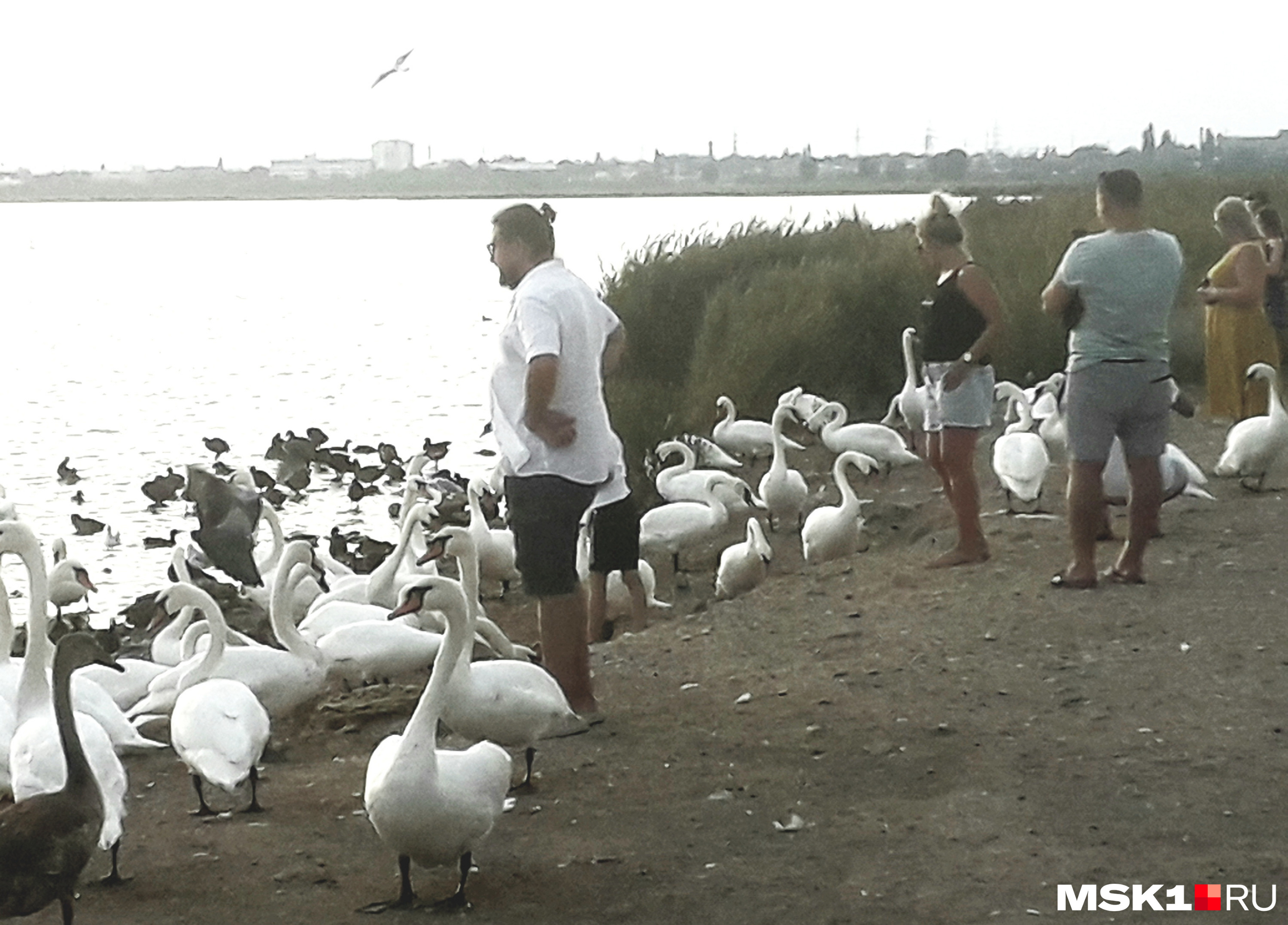 Обитатели «Лебединого озера» на въезде в Евпаторию без пропитания не останутся: туристы, приехавшие в Крым на «четвертый месяц лета», исправно кормят пернатых