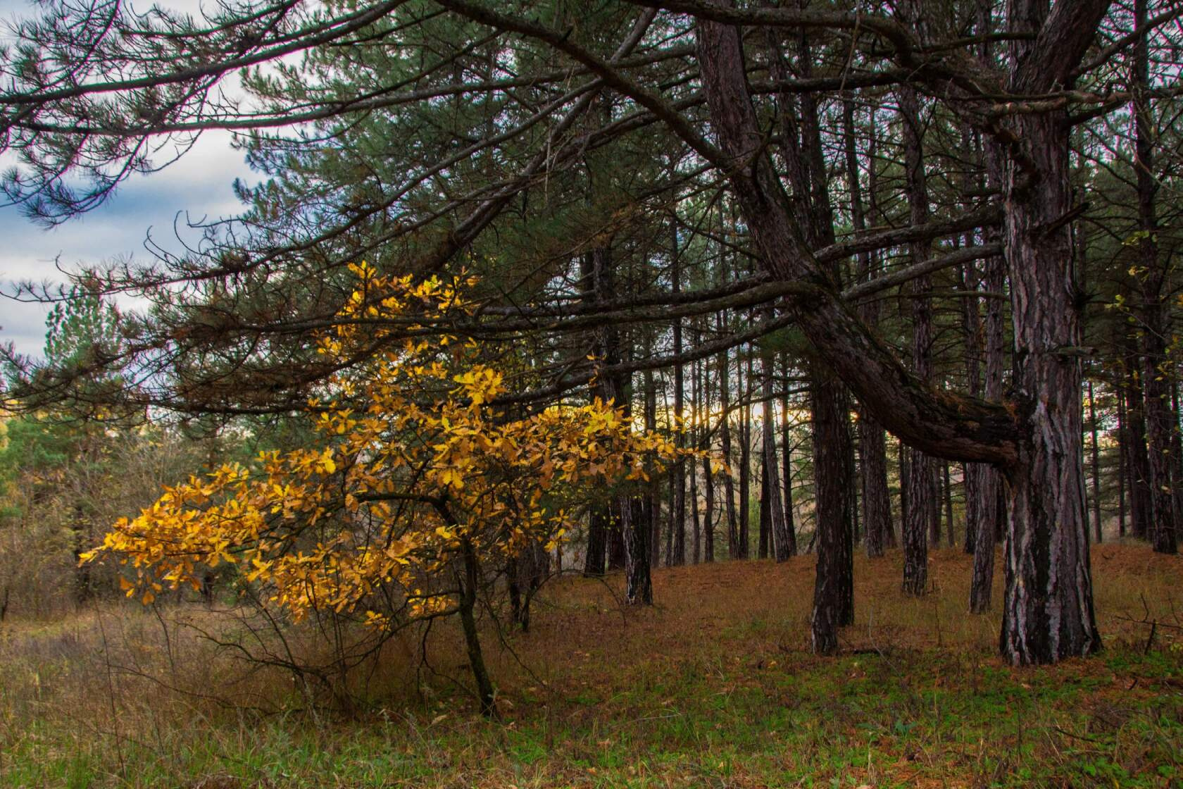 Леса в Волгоградской области уже надели золотые наряды