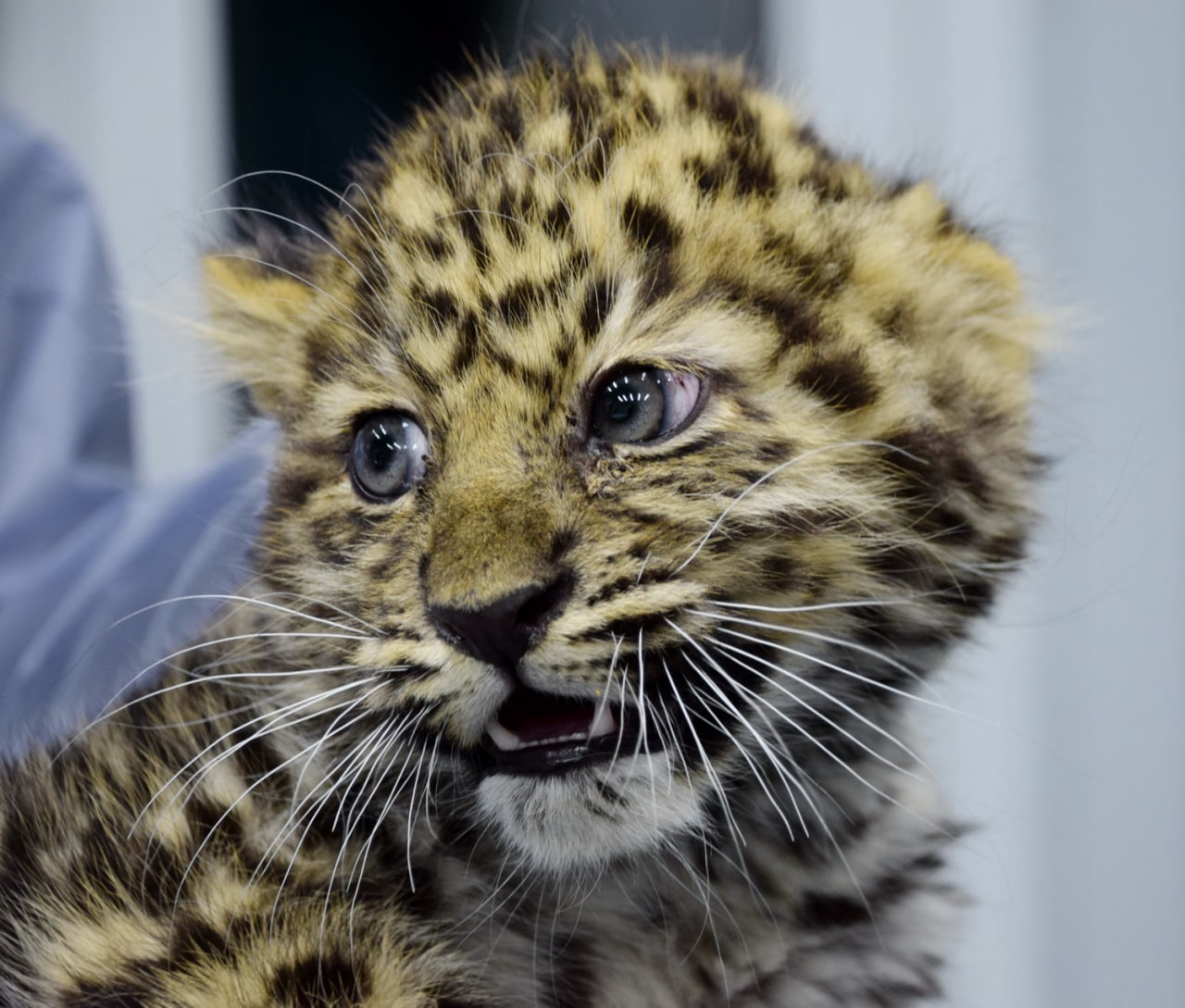 Котят леопарда, к которым не вернулась мать, спасли от машин. Их новый домик тесный, но им это нравится
